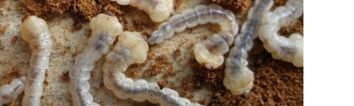 Befall eines Baumes mit Kiefernprachtkaeferlarven